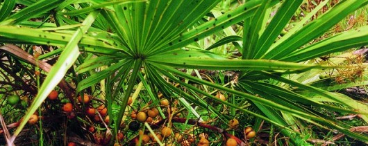 Saw palmetto